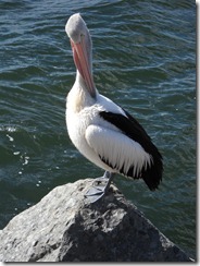 DSCN2177